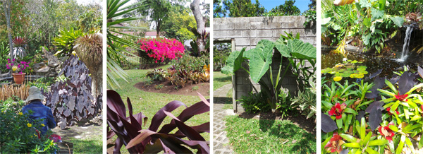 Views in the garden near one pond (L), bougainvillea in bloom (LC), giant elephant ears (RC), and another pond (R).