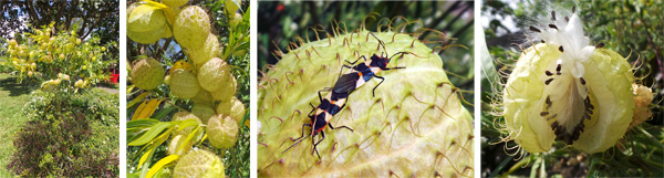 Gomphocarpus physocarpus in the garden (L), inflated seed pods (LC), milkweed bugs on seed pod (RC) and seed pod opening to release seeds (R).