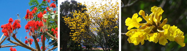 Flowering trees: Red erythrina (L), and Tabebuia ochracea (C and R).