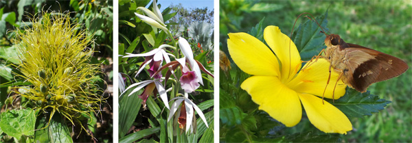 Flowers of golden plume, Schaueria flavicoma (L) and Phaius sp., a terrestrial orchid (C), and a skipper (Saliana sp.) feeding on a yellow flower (R).