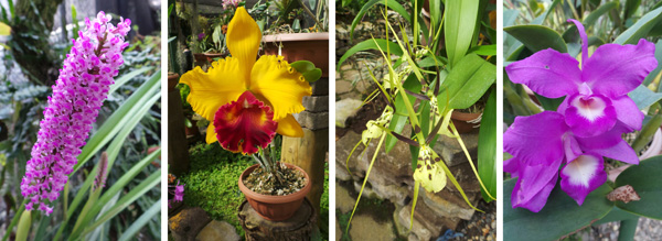 Arpophyllum spicatum (L), colorful Cattleya hybrid (LC), Brassia hybrid (RC), and the national flower of Costa Rica, the guaria morada, Guariantha skinnerii.