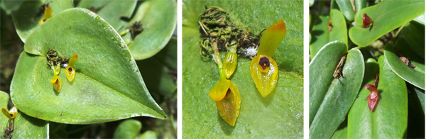 Pleurothalis spp. showing whole leaf with flower in center (L), closeup of flower (C), and red variety (R).