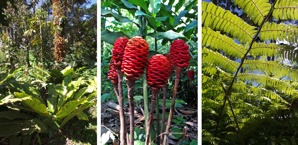 The huge Anthurium salvinii (L), shampoo ginger, Zingiber zerumbet, native to India (C), and under a tree fern (R).