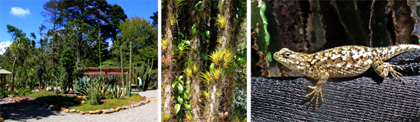 The cactus and succulent garden (L), a prickly Pereskia cactus with bromeliads on the trunk (C), a spined lizard (Sceloporus sp.) (R).