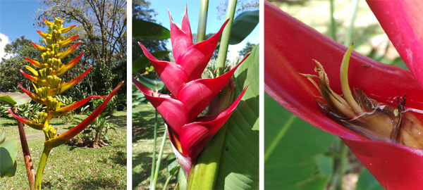 Colorful Heliconias (L and C) and closeup of flower of middle inflorescence (R).