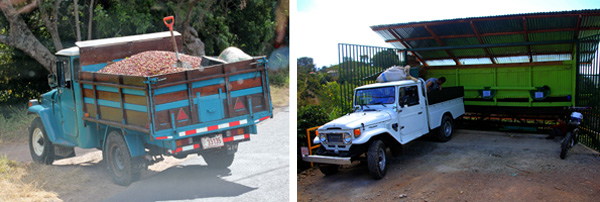 Truck carrying coffee berries (L) to local receiving station (R).