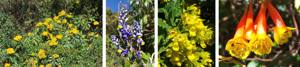 Senecio sp. blooming on roadside (L), purple flower (LC), calceolaria (RC) and tubular red and yellow flowers on a vine with cucumber-like leaves (R).
