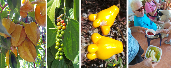 Star fruit, Averrhoa carambola(L); peppercorns, Piper nigrum (LC); poisonous fruits of Solanum mammosum, used medicinally for congestion (RC); and Trudy distributing lemons and miracle fruit (Synsepalum dulciferum) which changes the taste of anything from sour to sweet – which we got to test (and it does work) (R).