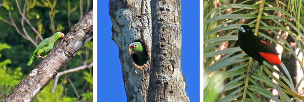 Red lored parrot walking up tree trunk (L) and in nest cavity (C). Male Cherrie’s tanager (R).