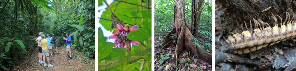 Out on the rainforest trail (L); a blooming Passiflora high up in the canopy (LC); a buttressed tree trunk (RC); a large, flat millipede (R).