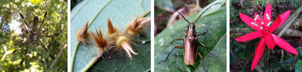 Golden orb weaver spiders (small male and large female) (L); galls on a leaf (LC); a bronze-colored cerambycid beetle (RC); Passiflora coccinea (R).