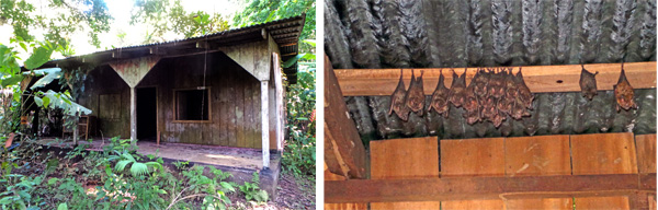 Abandoned farmhouse (L) and bat colonies inside (R).