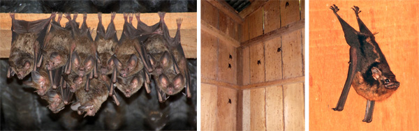 Cluster of longnosed bats (L), a group of another type of bat (C) and a lone one of those other bats (R).