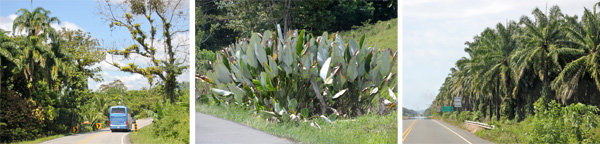 Palms and bromeliad-encrusted trees line the road from Golfito to Quepos in places (L); native Calathea lutea (C); oil palm plantation (R).