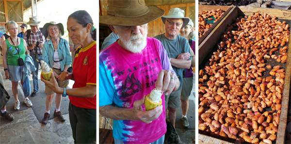 The group watches as the cacao pod is opened (L); John samples one of the cacao seeds covered with white (C); roasted cacao seeds (R).
