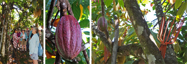 Standing under a cacao tree learning how the trees are grown (L); a cacao pod (C); long-handled saw and basket for harvesting cacao pods high in the trees (R).