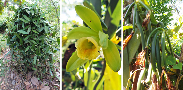 Vanilla planifolia vine (L), flower (C), and immature seed pods (R).