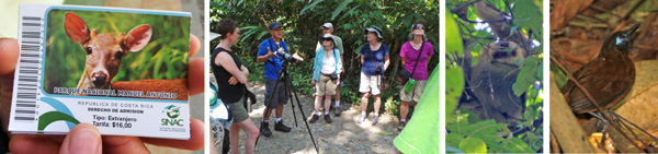 Tickets to Manuel Antonio National Park (L); the group learns about a couple of palm trees (LC); a two-toed sloth high in a tree (RC); and a chestnut-backed antbird (R).
