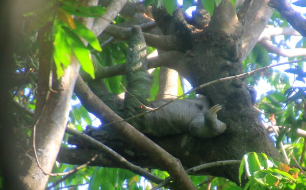 A three-toed sloth laying upside down on a tree branch.