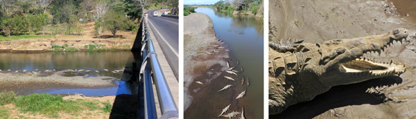 American crocodiles below the bridge over the Tarcoles River (L and C) and a big croc showing its sharp teeth (R).
