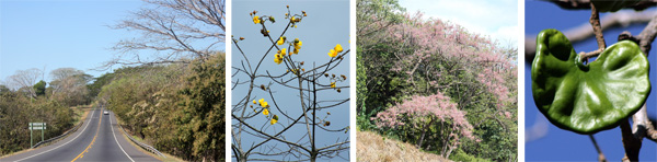 Driving through dry tropical forest (L); a buttercup tree, Cochlospermum vitifolium (LC); pink shower tree, Cassia grandis (RC); seed pod of Guanacaste tree, Enterolobium cyclocarpum (R).