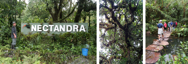 Entrance to Nectandra Cloud Forest Garden (L); epiphytes it the trees (C); walking the stone path in the cultivated area (R).