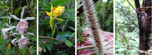 Trichophilia suavis orchid (L); terrestrial orchid (LC); fuzzy petiole of Philodendron malesevichiae(RC); spines on trunk of the palm Bactris dianeura.