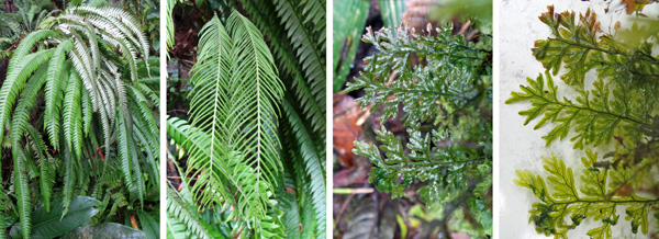 The sterile (L) and fertile (LC) fronds of an epiphytic fern. A filmy fern (RC) and with white behind to show translucence of the fronds (R).