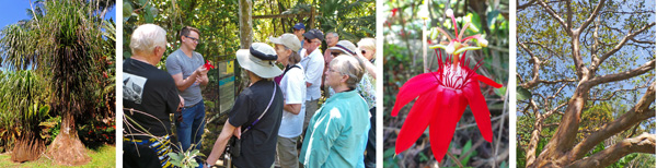Ponytail palm or elephant foot palm, which is not a true palm (L); the group listens to local guide Randall (LC) tell about Passiflora vitifolia (RC); and looking up a guava tree (R).