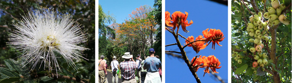 Calliandra haematocephala ‘Alba’ (L); the group taking pictures of the poró tree (LC) and close up of the flowers of the poró tree, Erythrina poepiggiana (RC); and water apple fruits (R).