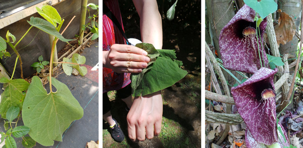 Velvety leaf of Piper auritum (L) and Kari rubbing a leaf to repel insects on her arms (C); and flowers of Aristolochia gigantea (R).