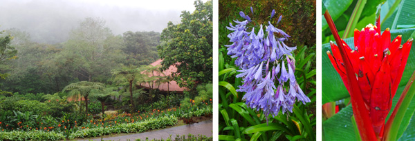 View of the Gardens from the entrance (L); scarlet banana, Musa coccinea (C); and agapanthus flowers (R).