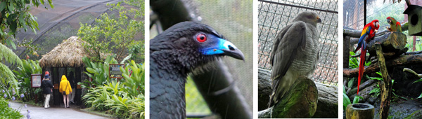 Entering the Aviary (L); black guan (L); gray hawk (RC); and scarlet macaw and friend (R).