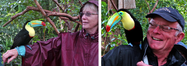A keel-billed toucan sits on Cindy’s arm (L) and Dave is thrilled to have the bird sit on his shoulder (R).