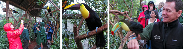 Judy photographs one of many toucans in the enclosure (L); black-mandibled toucan (C); and driver Ricardo gets to have a toucan sit on his arm (R).