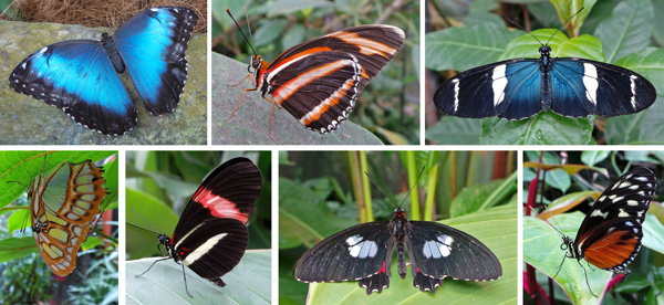 p row (L-R): blue morpho, banded orange underside (Dryadula phaetusa), and Heliconius sara. Bottom row (L-R): Malachite, postman (Heliconius erato petiverana), cattleheart butterfly, Parides sp, and Hecale longwing (Heliconius hecale). 