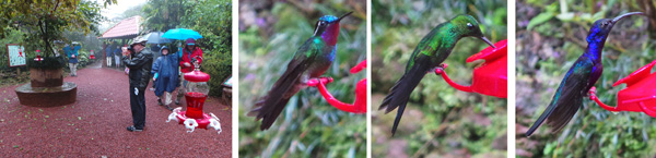 Ian takes pictures while Sherry and Dave walk through the hummingbird garden (L); male purple-throated mountain gem (LC); male green crowned brilliant (RC); and violet sabrewing (R).