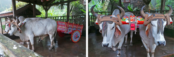Pair of oxen with traditional painted oxcart.
