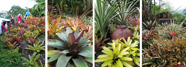 The group walks the stairs up the slope (L) that is covered with a fabulous array of bromeliads (LC, RC, R).