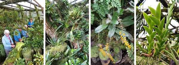 Inside the miniature orchid house.