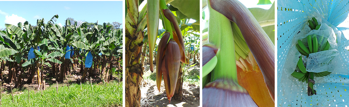 Banana plantation (L), inflorescence (LC), flowers (RC), and bagged fruit (R).