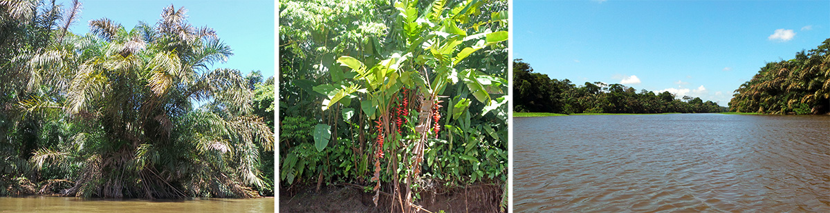 Raffia palm (L), blooming Heliconia pogonantha (C), and the Tortuguero River. 