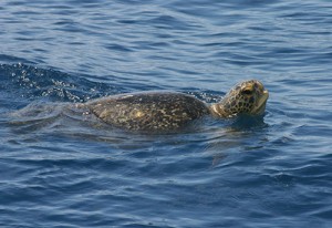 A green sea turtle surfaces in the ocean.