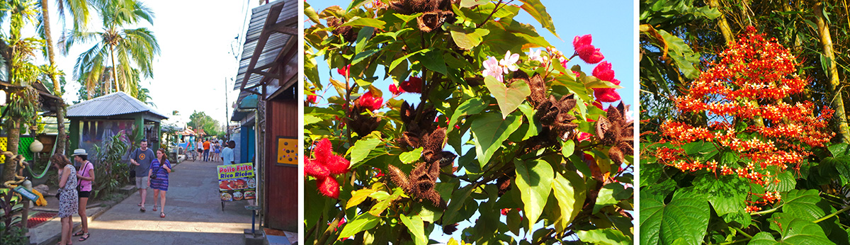 The village of Tortuguero (L); Bixa orellana (achiote or annato) with pink flowers, red seed pods and dried brown seed pods (C); and flowering Clerodendrum paniculata (R).