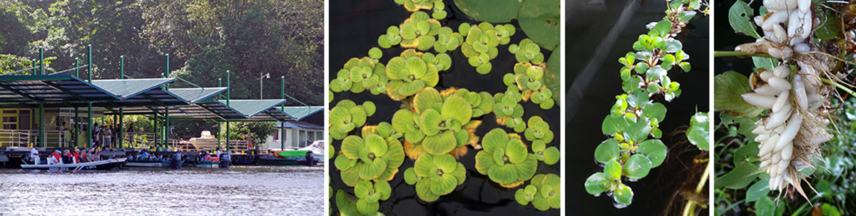 The Park Office (L), water lettuce (LC), and an unknown floating plant (RC) with white bladders to keep it afloat (R).