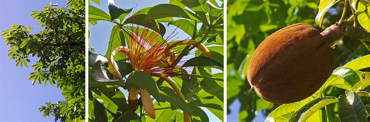 The foliage of Pachira aquatic (L), flower (C), and fruit (R).