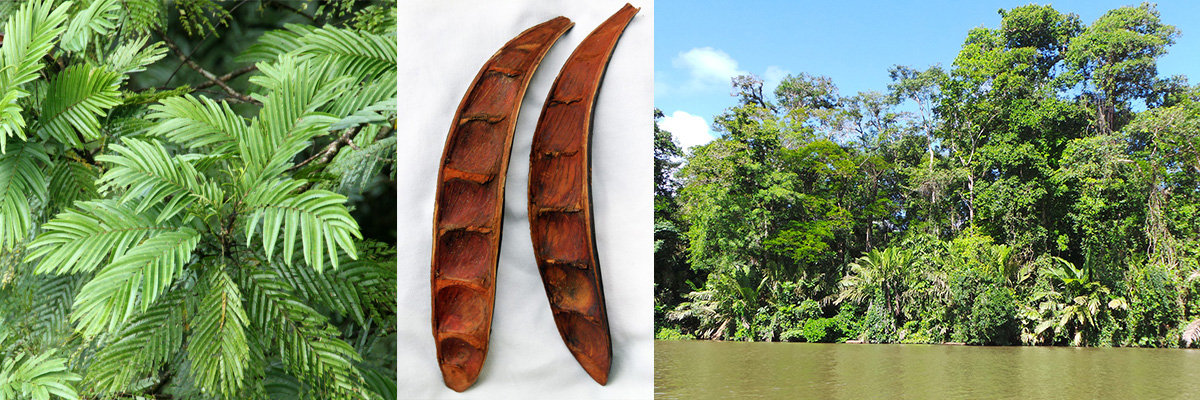 The leaves (L) and seed pods of Pentaclethra macroloba (C); this tree and raffia palms are some of the most common trees in Tortuguero National Park (R).
