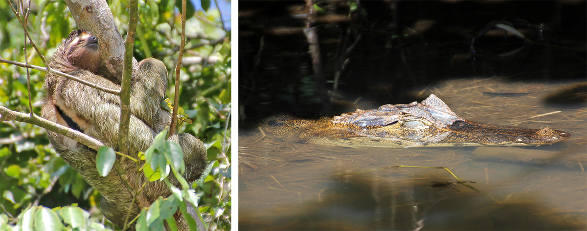 Three-toed sloth (L) and spectacled caiman (R).