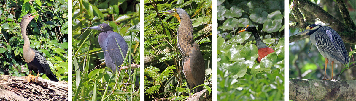 Female anhinga (L), little blue heron (LC), bare-throated tiger heron (C), northern jacana (RC) and yellow-crowned night heron (R).