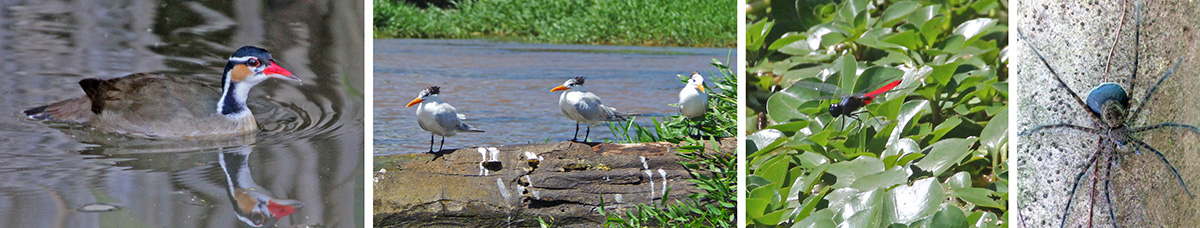 Sungrebe (L), royal terns (LC), colorful dragonfly (RC), and wolf spider with egg case (R).